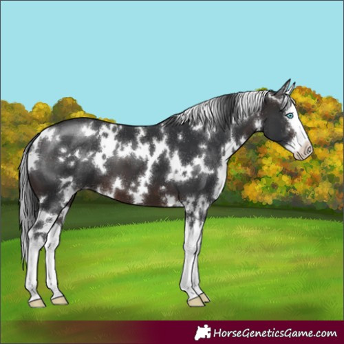 Horse Color:White Spotted Brown Splash 