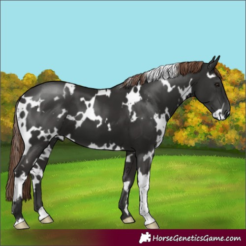 Horse Color:White Spotted Liver Chestnut 