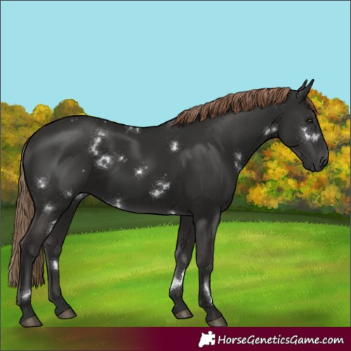 Horse Color:White Spotted Liver Chestnut 