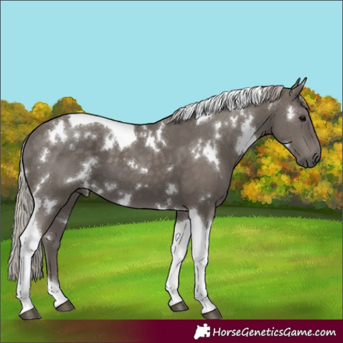 Horse Color:White Spotted Silver Black Tobiano 