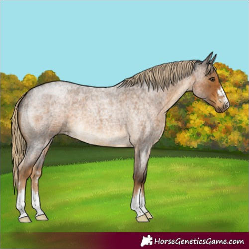 Horse Color:Chocolate Palomino Roan