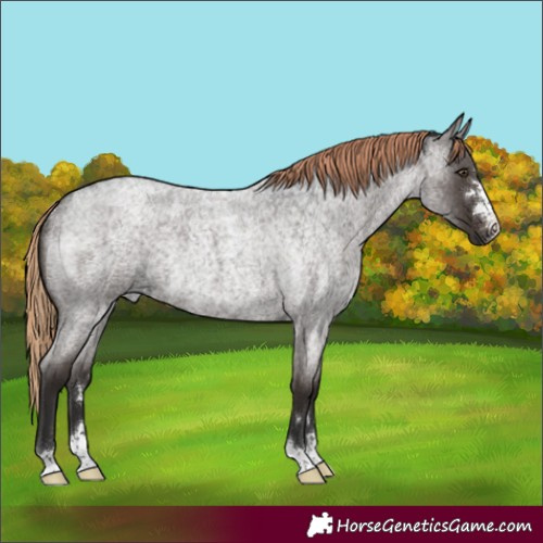 Horse Color:Liver Red Roan Rabicano 