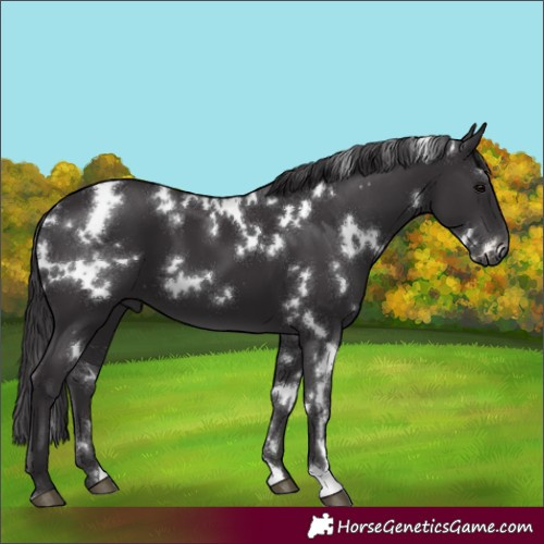 Horse Color:White Spotted Smoky Black 