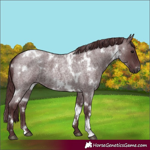 Horse Color:White Spotted Chocolate Blue Roan 