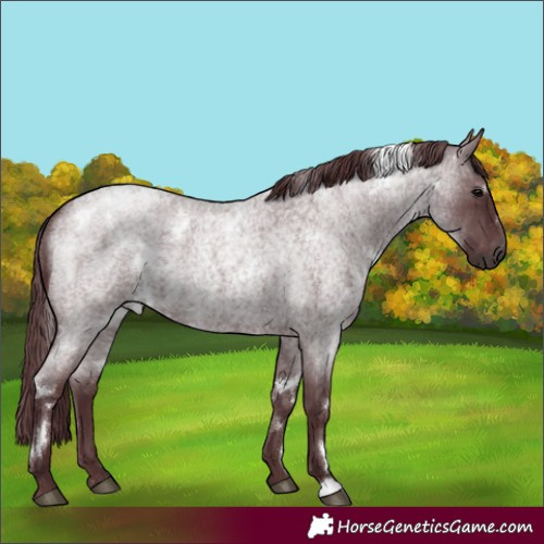 Horse Color:White Spotted Chocolate Blue Roan 