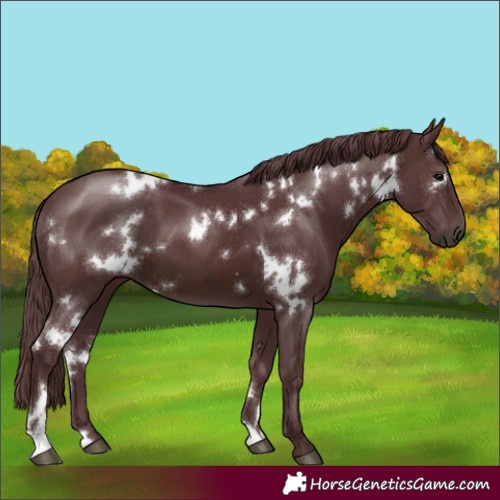 Horse Color:White Spotted Chocolate Brown