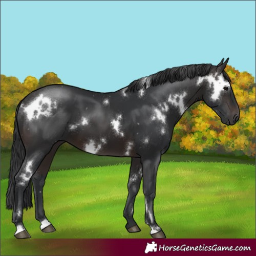 Horse Color:White Spotted Brown