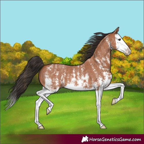 Horse Color:Bay Sabino Splash 