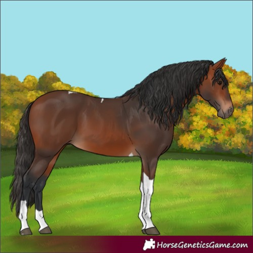 Horse Color:Unknown 