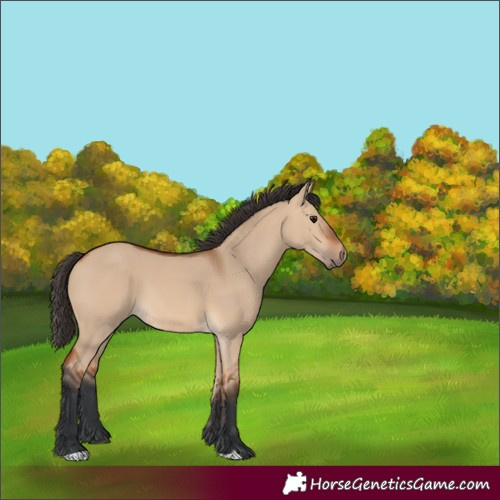 Horse Color:Bay Dun 