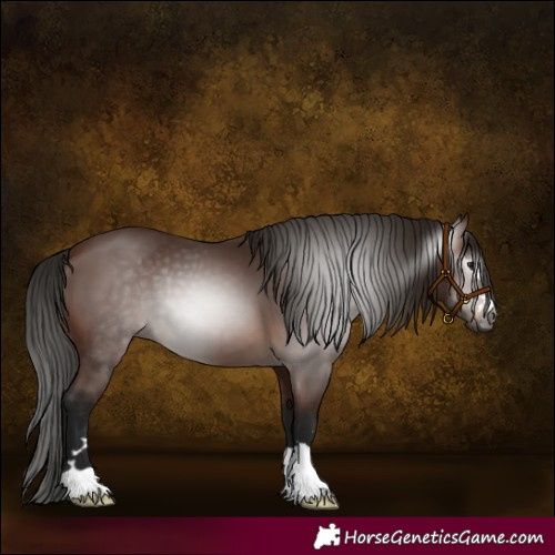 Horse Color:Gray Bay 