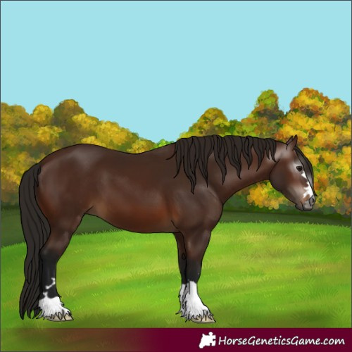Horse Color:Gray Bay 
