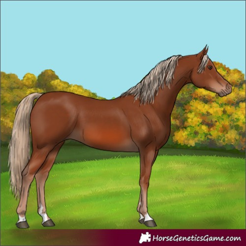 Horse Color:Chestnut 