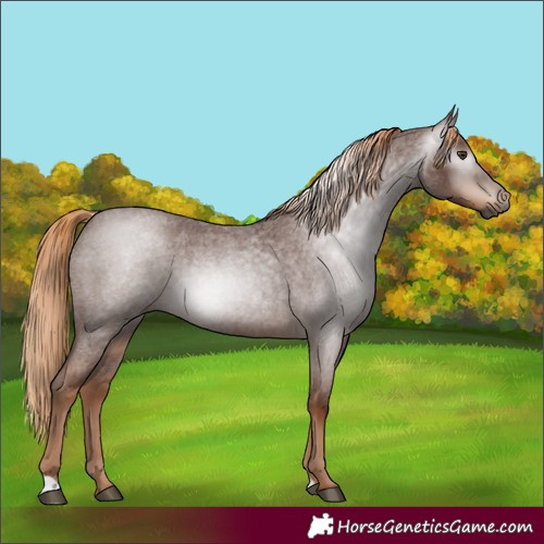 Horse Color:Gray Red Roan 