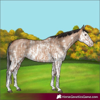 Horse Color:Bay Dun Sabino Rabicano and Bay Dun Sabino Splash Rabicano