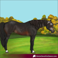 Horse Color:Gray Brown 