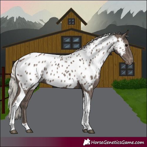 Horse Color:Silver Black Tobiano Appaloosa