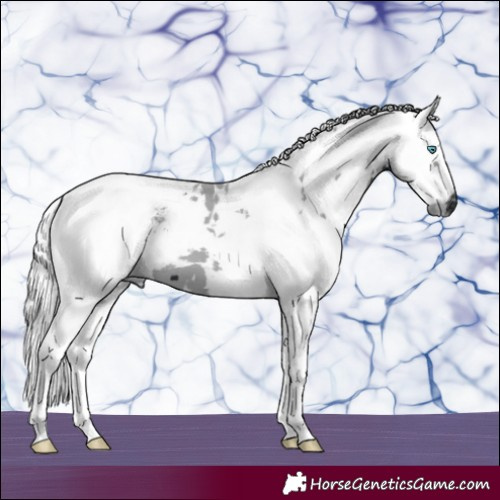 Horse Color:White Spotted Black Merle Tobiano 