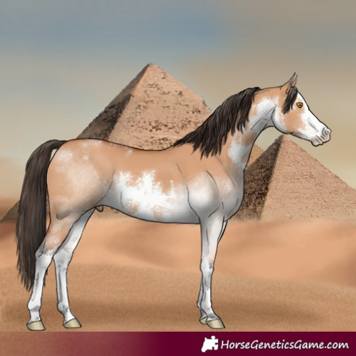 Horse Color:White Spotted Bay Dun