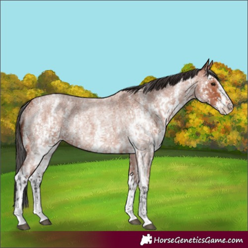 Horse Color:Bay Roan Sabino Rabicano  and Bay Roan Sabino Rabicano 