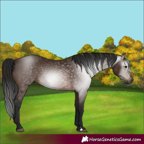 Horse Color:Gray Bay 