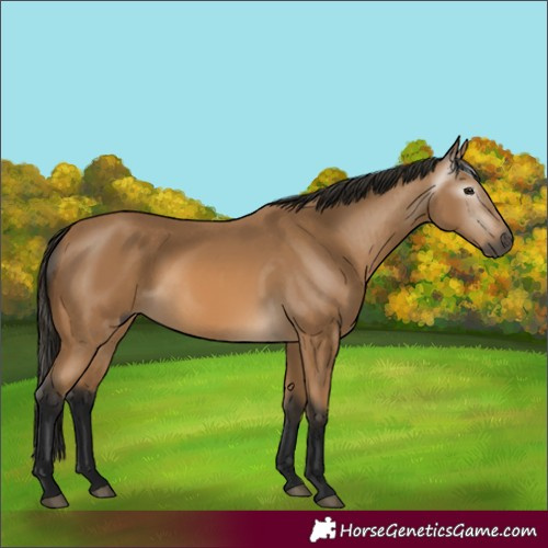 Horse Color:Gray Buckskin 