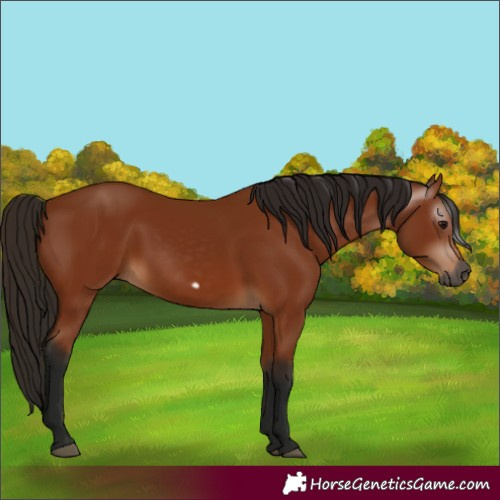 Horse Color:Gray Bay Frame 