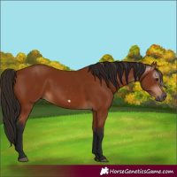 Horse Color:Gray Bay Frame