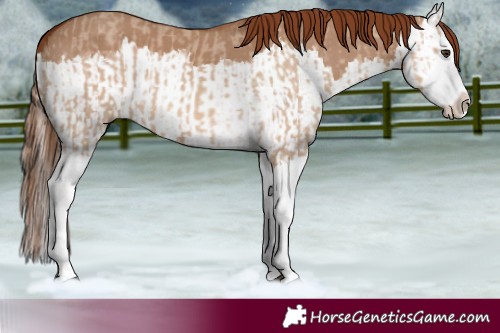 Horse Color:Red Dun Splash  and Red Dun Splash 