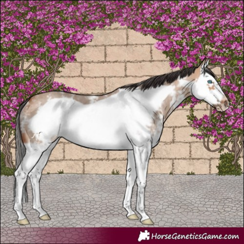 Horse Color:Bay Dun Sabino Splash Frame Rabicano