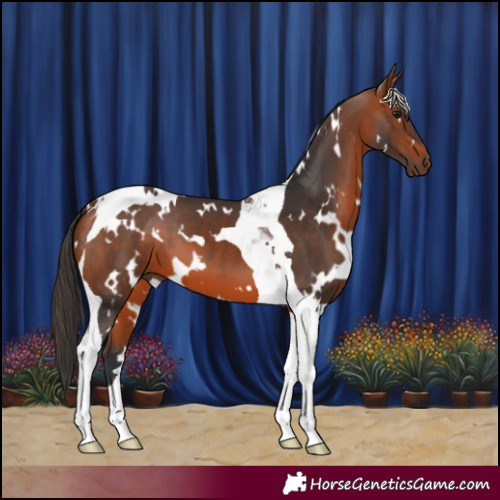 Horse Color:White Spotted Bay Tobiano