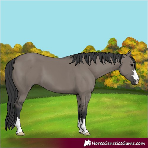 Horse Color:Grullo 