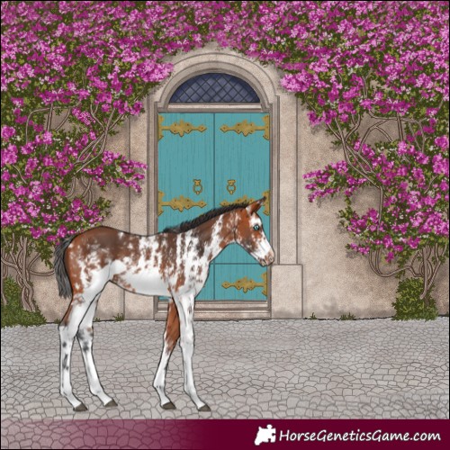 Horse Color:Bay Sabino Frame Rabicano 