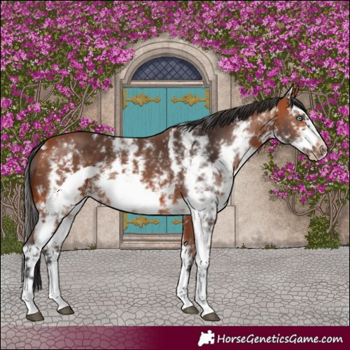 Horse Color:Bay Sabino Frame Rabicano 