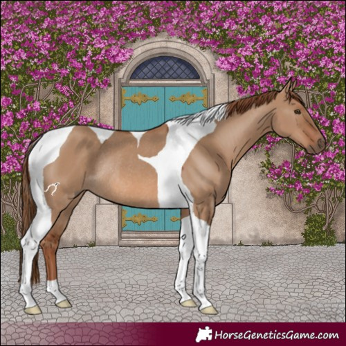Horse Color:Red Dun Tobiano Rabicano