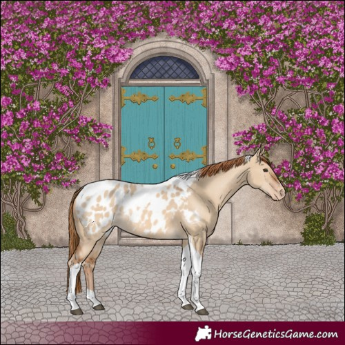 Horse Color:Red Dun Tobiano Appaloosa Rabicano 