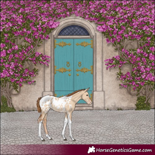 Horse Color:Red Dun Tobiano Appaloosa Rabicano