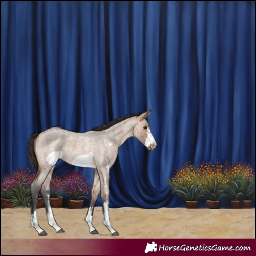 Horse Color:Bay Roan Dun Sabino Frame Rabicano