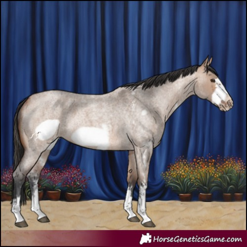 Horse Color:Bay Roan Dun Sabino Frame Rabicano 