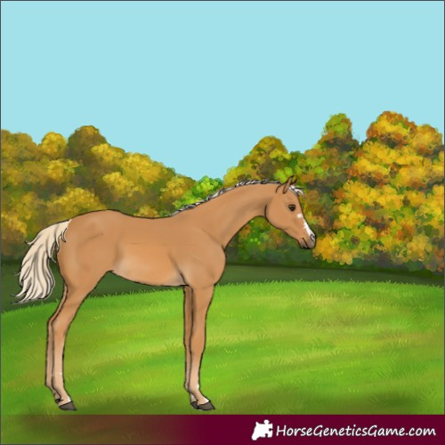 Horse Color:Palomino