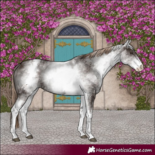 Horse Color:White Spotted Liver Chestnut 