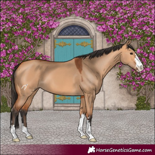 Horse Color:Bay Dun 