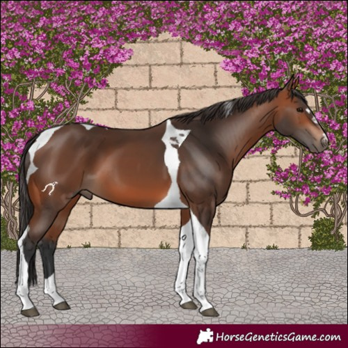 Horse Color:Bay Tobiano 