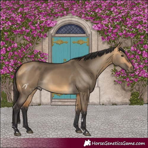 Horse Color:Buckskin Dun 