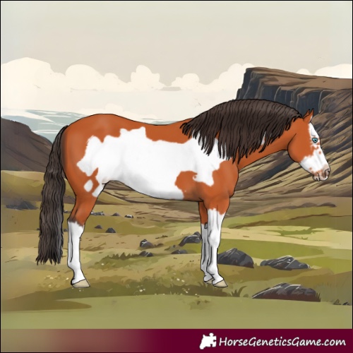 Horse Color:Bay Splash Frame 