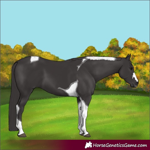 Horse Color:Smoky Black Tobiano 
