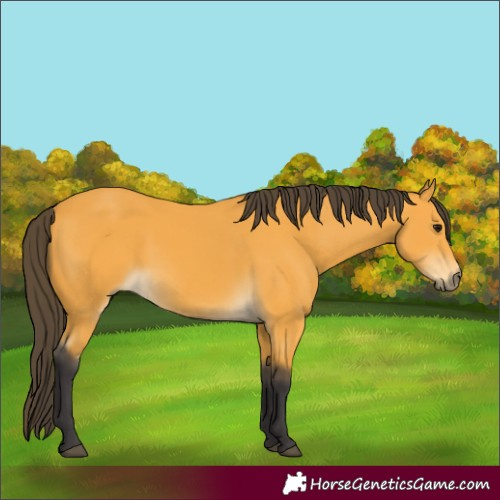 Horse Color:Buckskin 