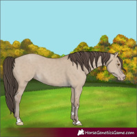 Horse Color:Classic Champagne Dun 
