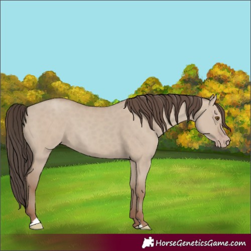 Horse Color:Classic Champagne Dun 