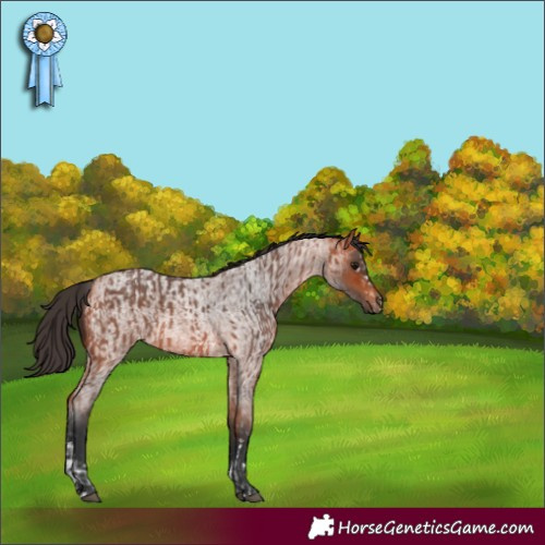 Horse Color:Bay Sabino Rabicano  and Bay Roan 